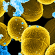 Skin bacteria. (Image: AP)